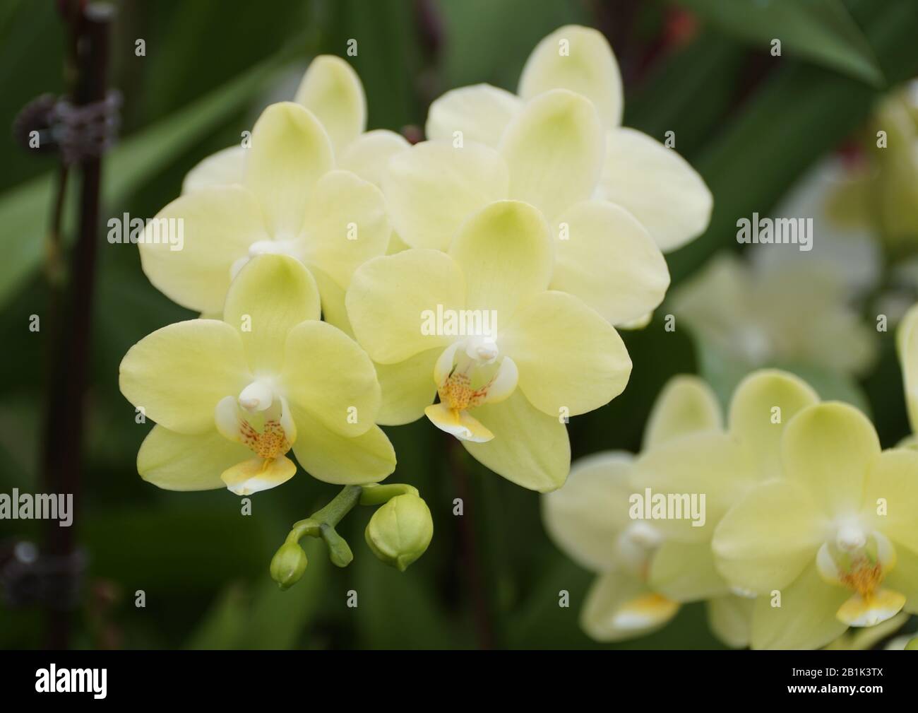 Beautiful light yellow color of Dendrobium orchids Stock Photo - Alamy