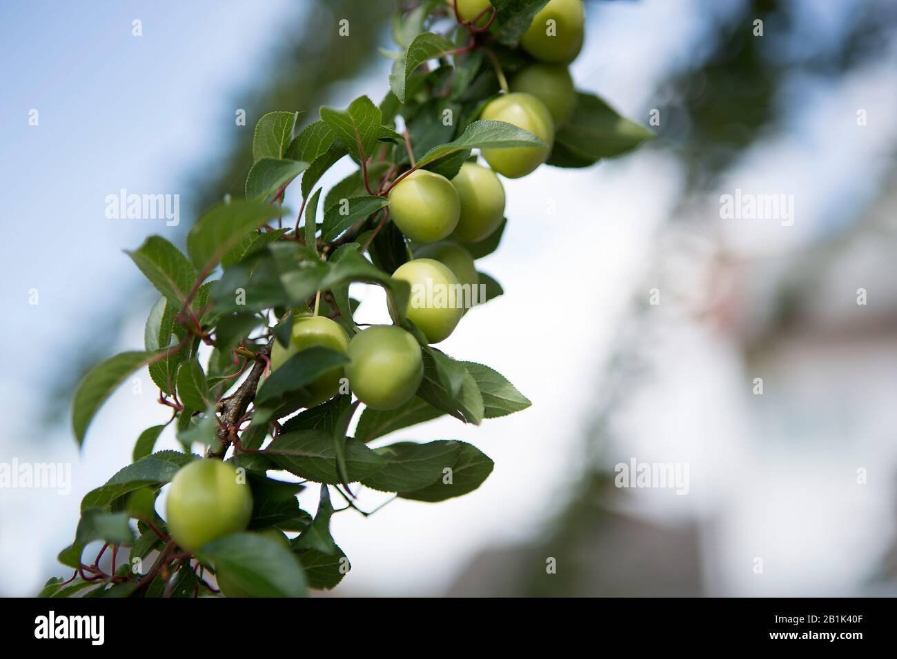 Mirabelles on a tree, springtime Stock Photo