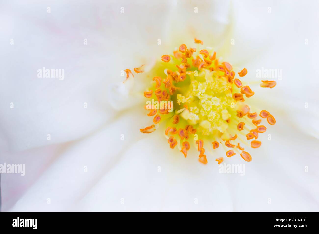 Close up of a white rose flower stemens selective focuse with blurred white background.macro shot of white rose flower. Stock Photo