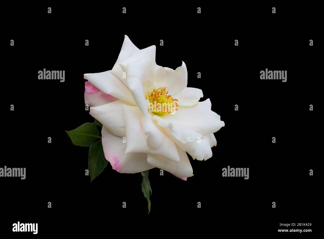Close up of a white rose flower selective focuse isolated on black background.macro shot of white rose flower. Stock Photo