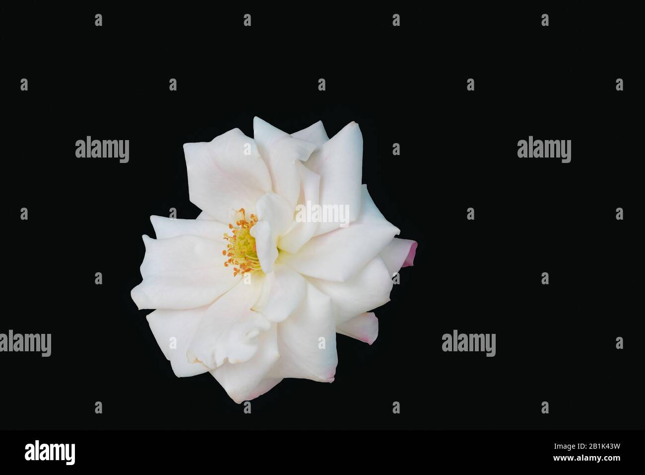 Close up of a white rose flower selective focuse isolated on black background.macro shot of white rose flower. Stock Photo