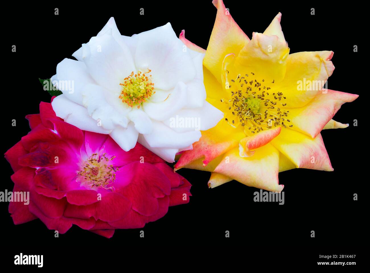 Close up of three roses red,white and orange isolated on black background.Three roses on black background. Stock Photo
