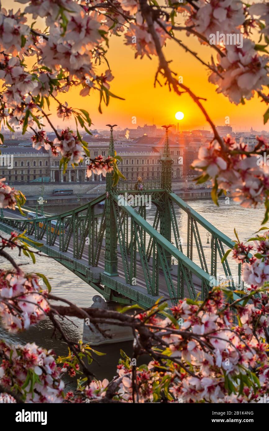 Budapest, Hungary - Spring in Budapest with beautiful Liberty Bridge over River Danube with traditional yellow tram at sunrise and cherry blossom at f Stock Photo
