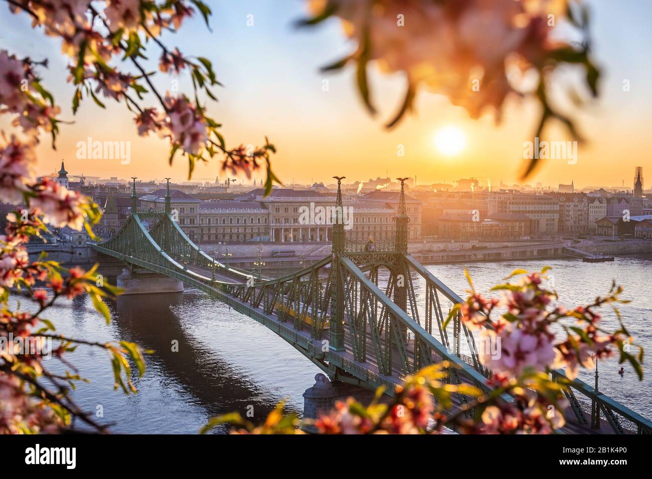 Budapest, Hungary - Beautiful Liberty Bridge over River Danube with traditional yellow tram at sunrise and cherry blossom at foreground. Spring has ar Stock Photo