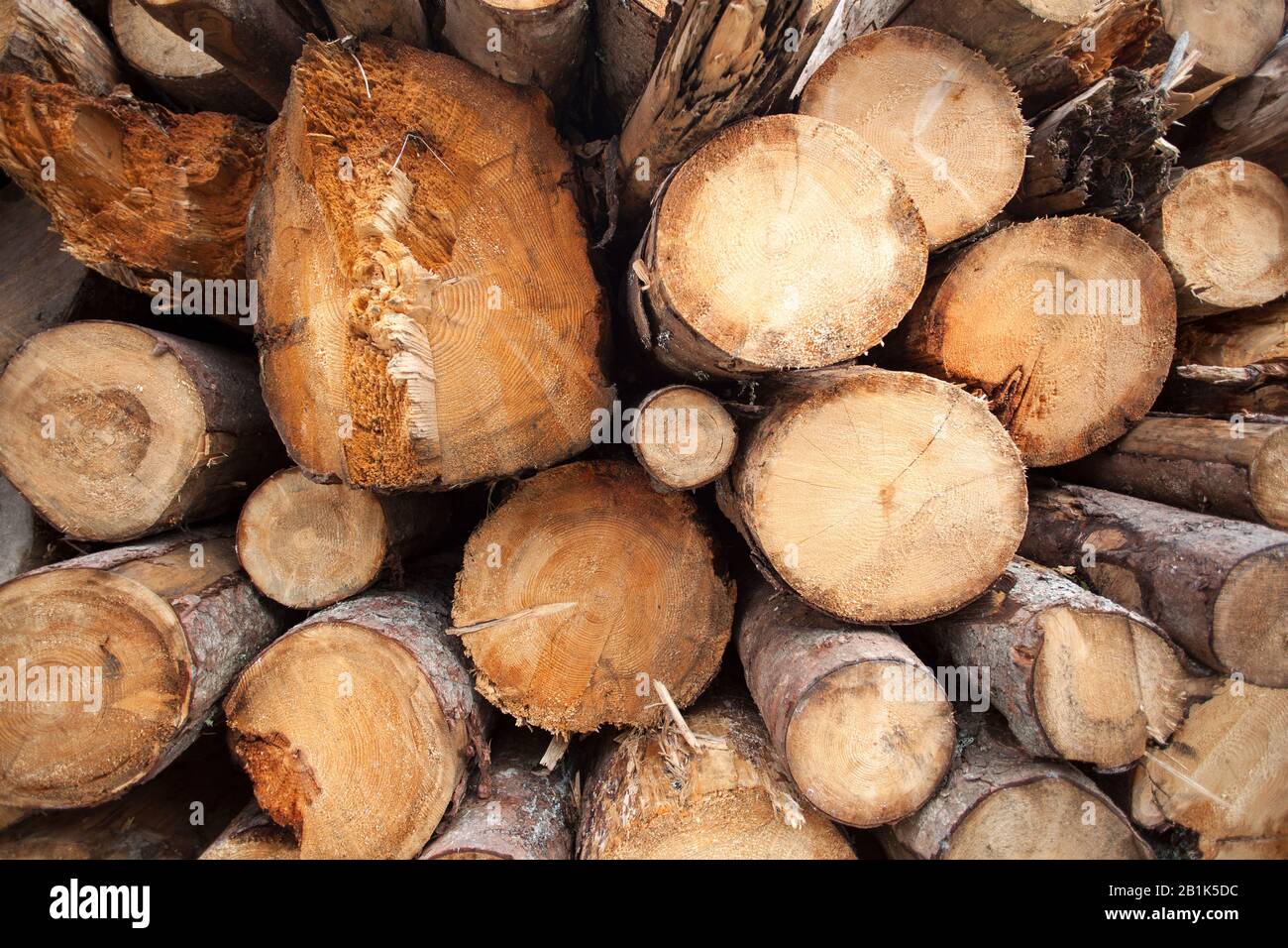 Closeup of round and stacked firewood Stock Photo