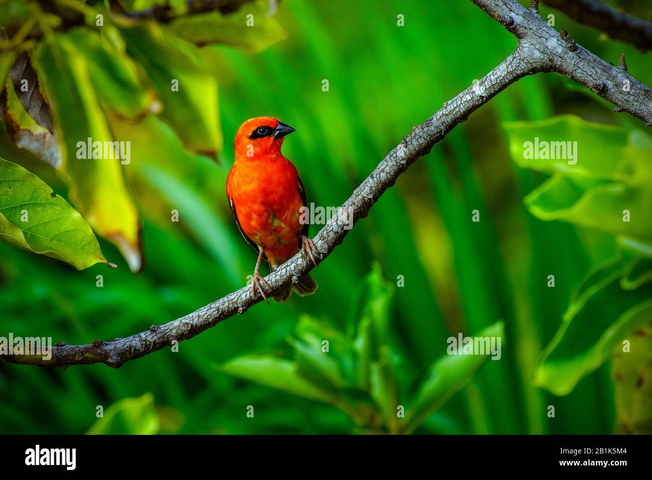 The Red Fody (Foudia madagascariensis), weaver family Ploceidae, Seychelles. Stock Photo