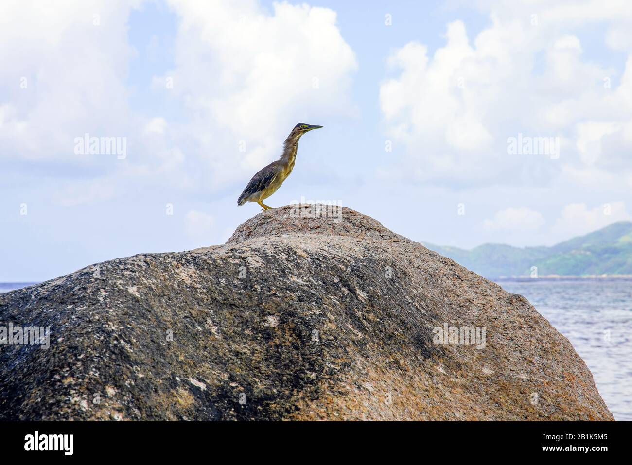 Green-backed Heron  (Butorides striatus), Seychelles. Stock Photo