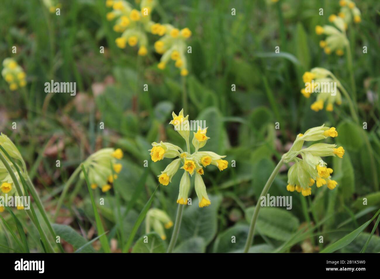 The picture shows a field of cowslips Stock Photo - Alamy