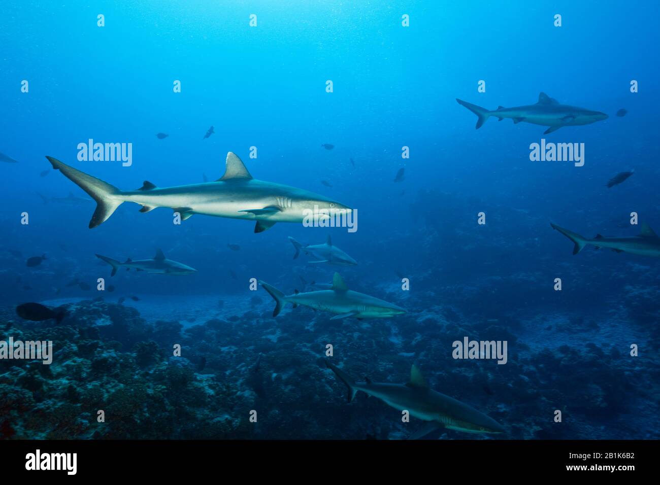 Grey Reef Shark, Carcharhinus amblyrhynchos, Fakarava, Tuamotu Archipel, French Polynesia Stock Photo