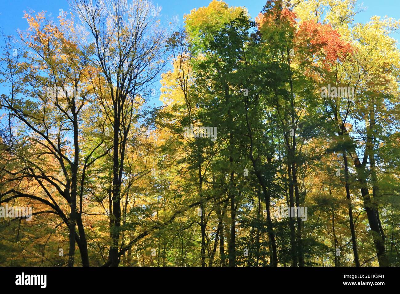 Forest of colors on a blue sky Stock Photo - Alamy