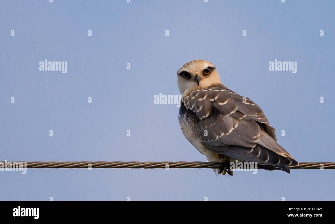 Blackshouldered kite on electrical wires with blue sky Stock Photo Alamy