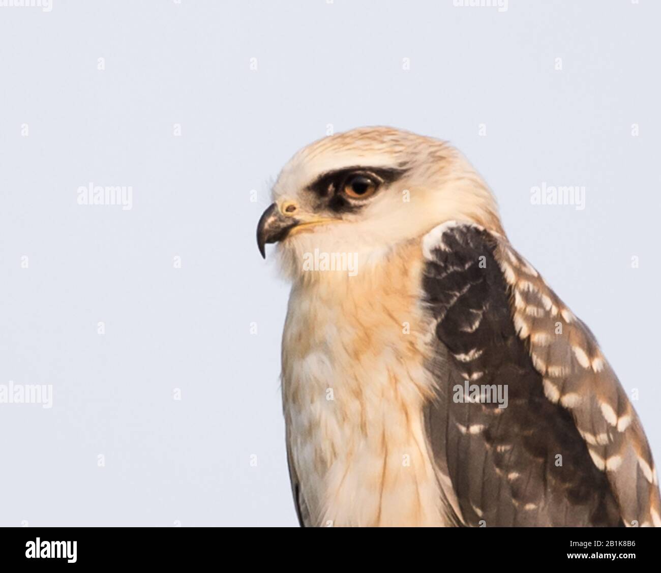 Blackshouldered kite on electrical wires with white background Stock
