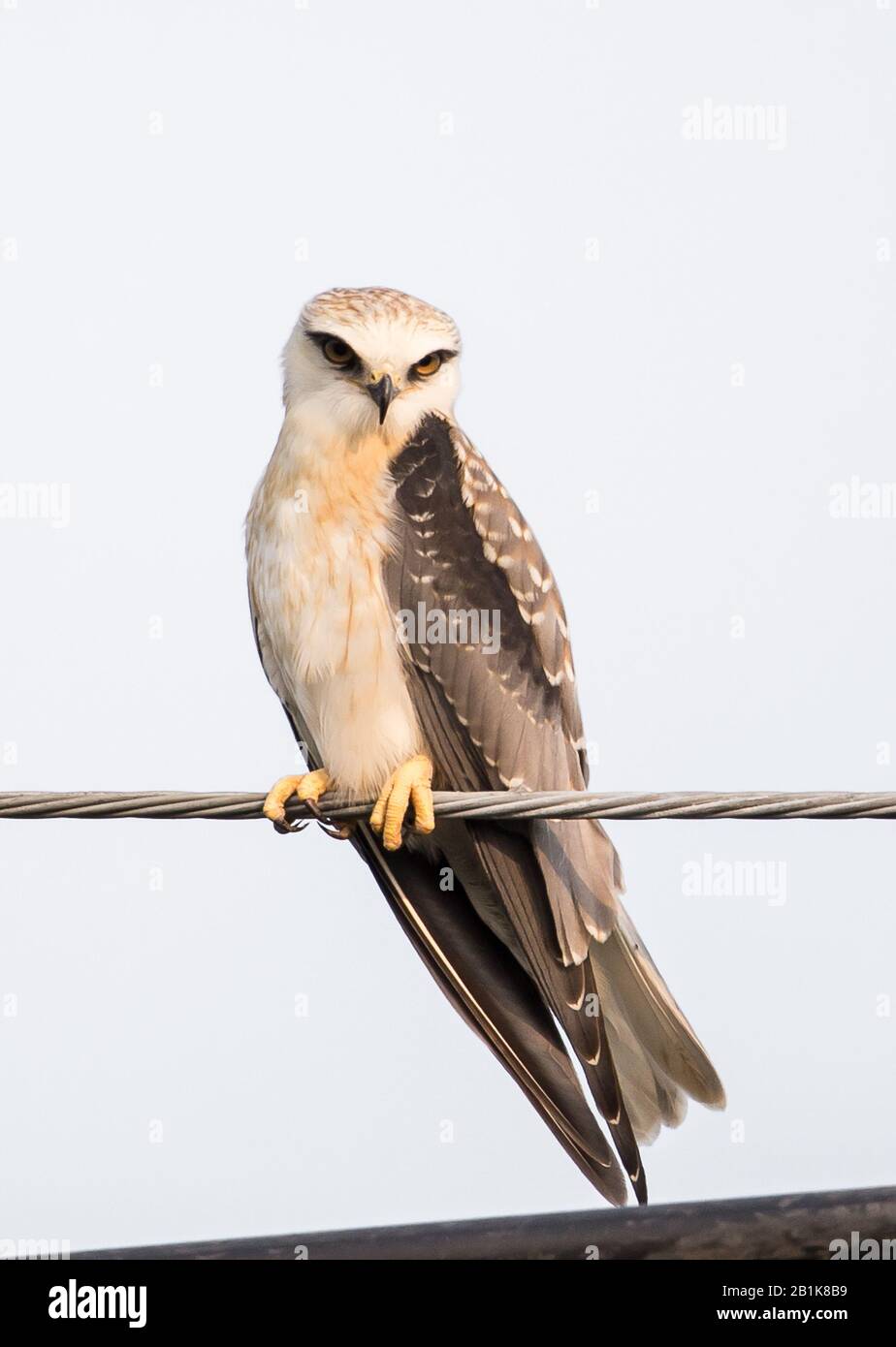 Blackshouldered kite on electrical wires with white background Stock