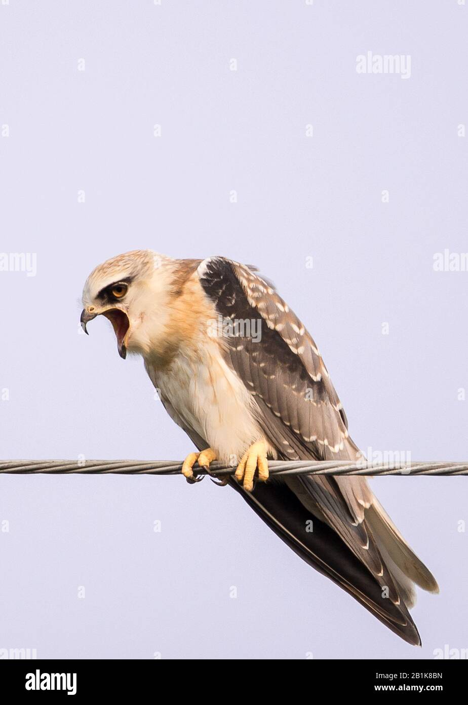Blackshouldered kite on electrical wires with white background Stock