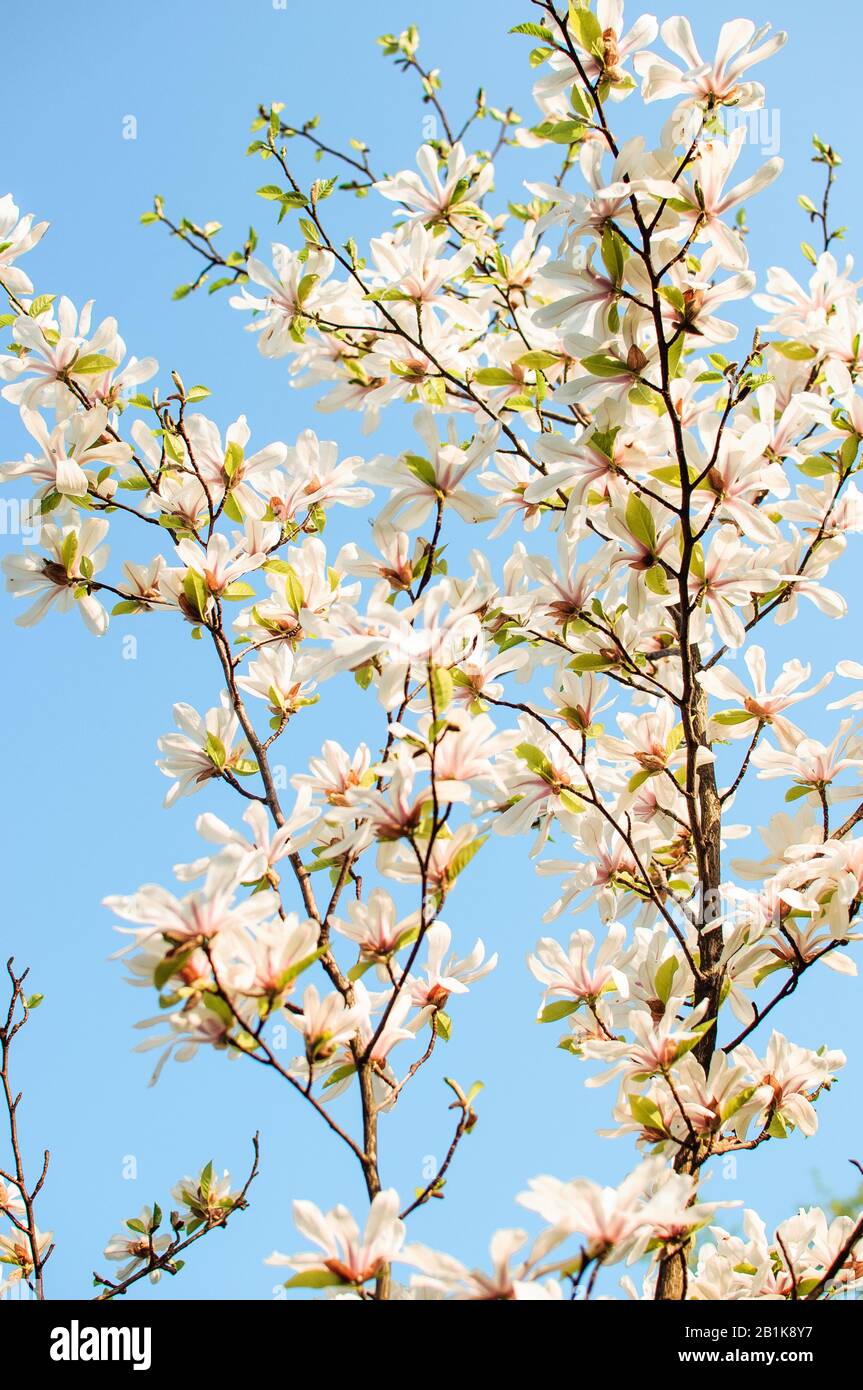 Beautiful blooming magnolia branches with open flowers. White chinese magnolia with tulip flowers in spring garden. Botanical Garden in May. Stock Photo