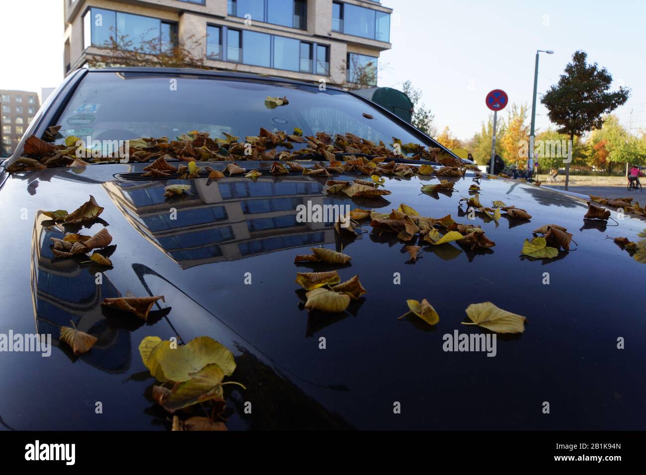 Herbstlaub auf Motorhaube und Windschutzscheibe, Berlin, Deutschland Stock Photo