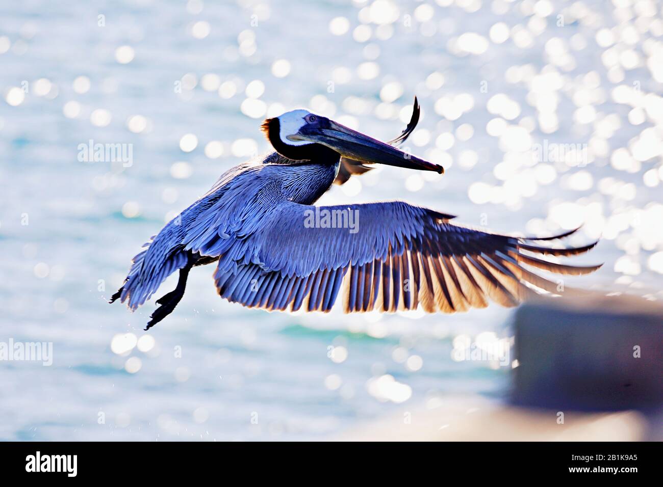 Pelican on landing approach Stock Photo