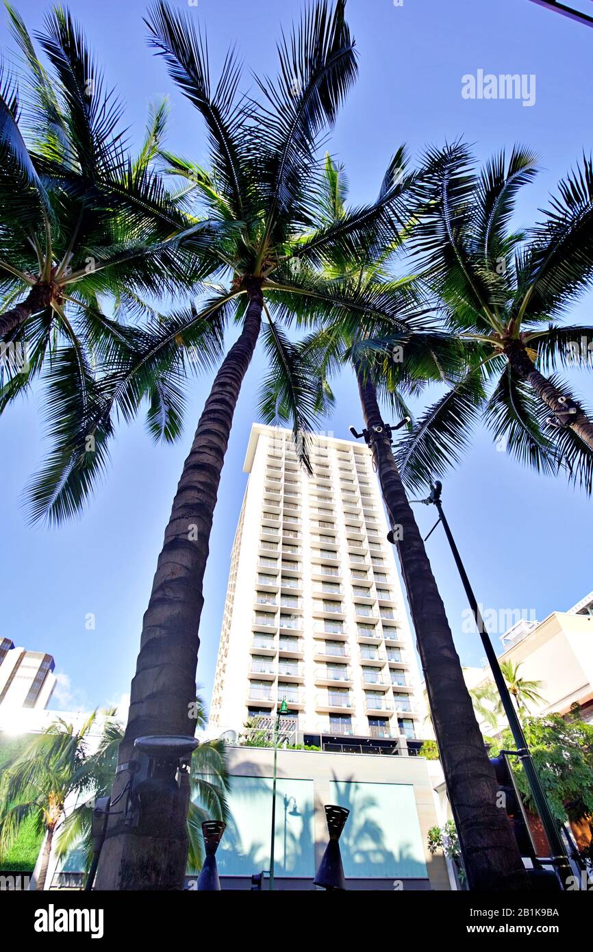 Tall palm trees of waikiki hi-res stock photography and images - Alamy