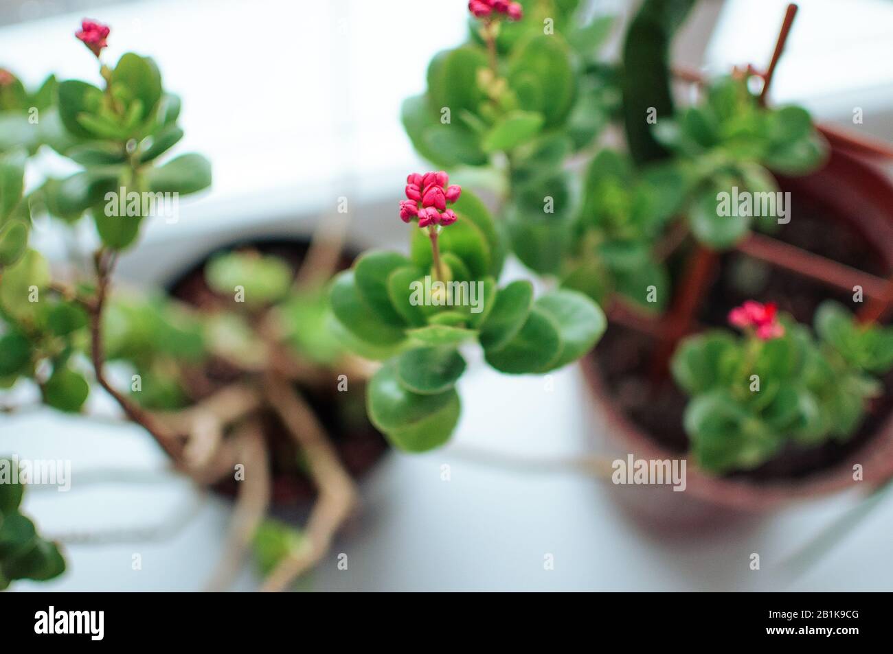 Bright pink autumn floral heads of succulent sedum or Hylotelephium spectabile, an ice plant or stonecrop, in a clay pot on a windowsill. Template for Stock Photo