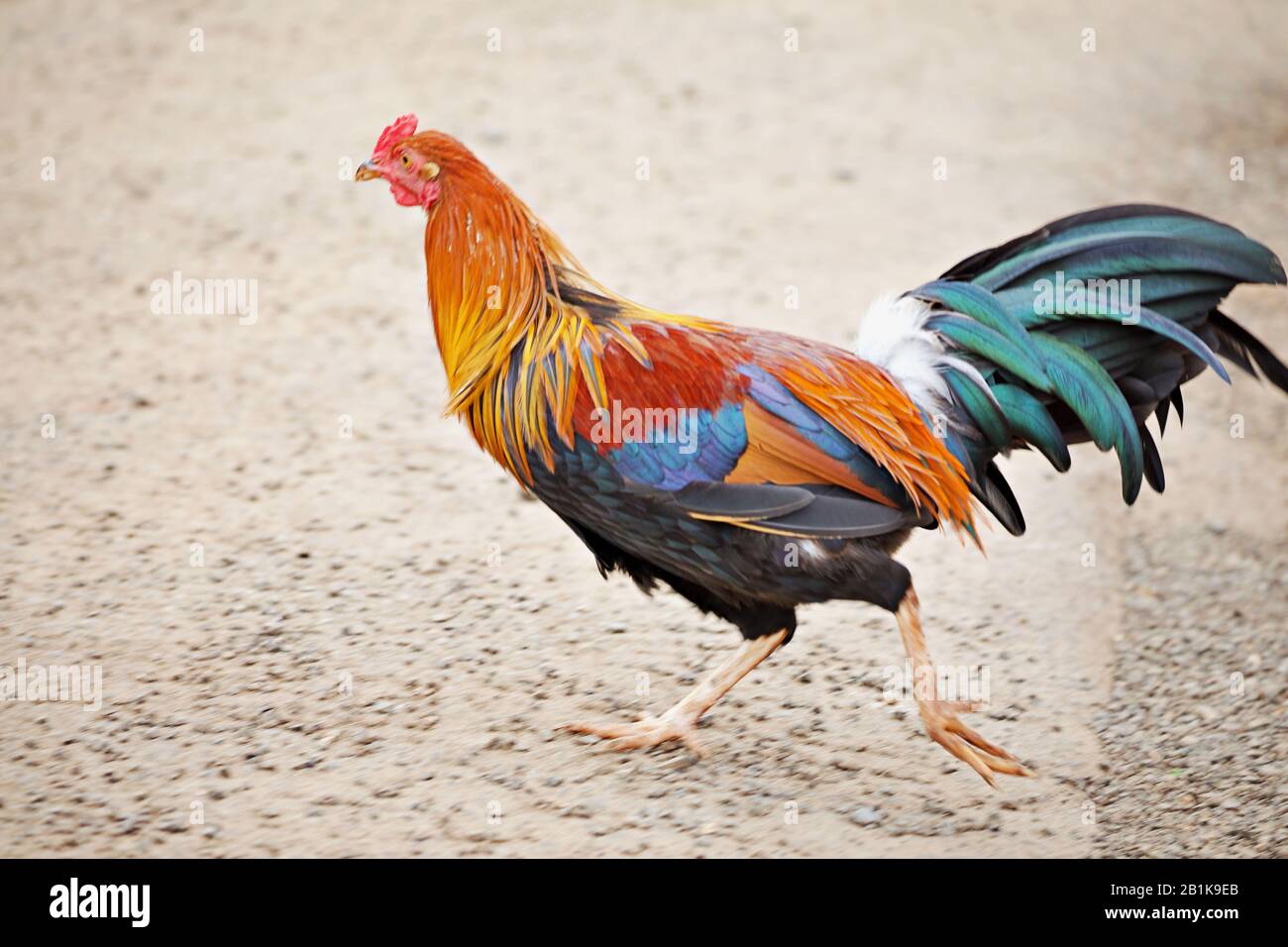 Running rooster Stock Photo