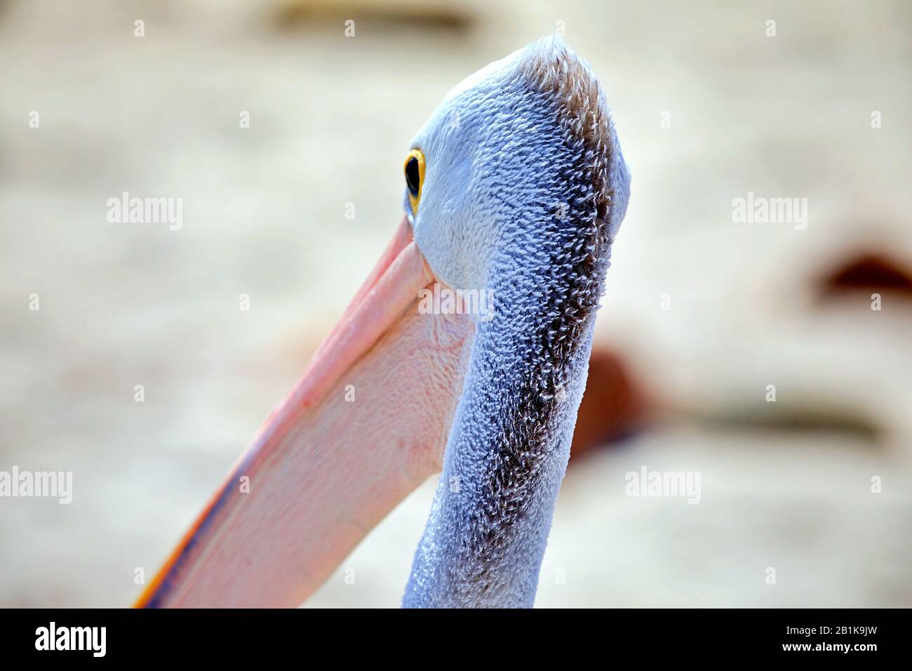Pelican back Stock Photo