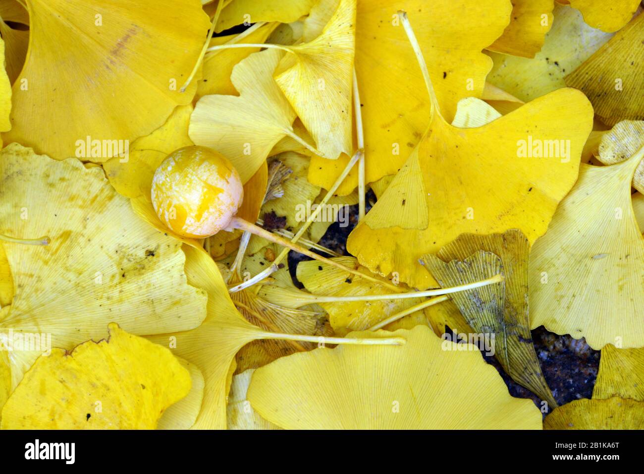 Herbstlaub und Früchte des Ginkgo, Berlin, Deutschland Stock Photo