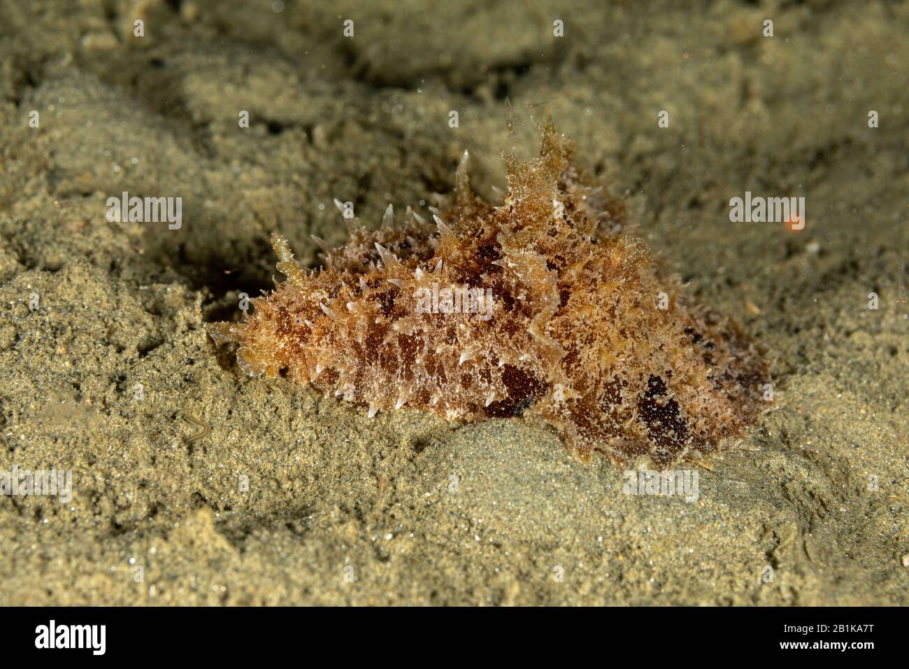 The most beautiful underwater snails of the Indian and Pacific Ocean