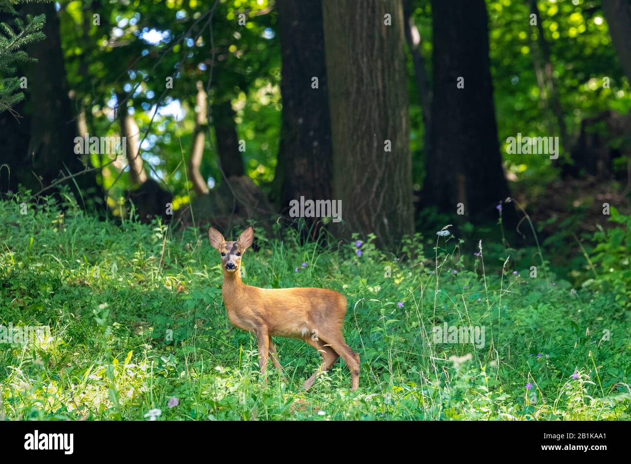 The roe deer on the forest edge Stock Photo - Alamy