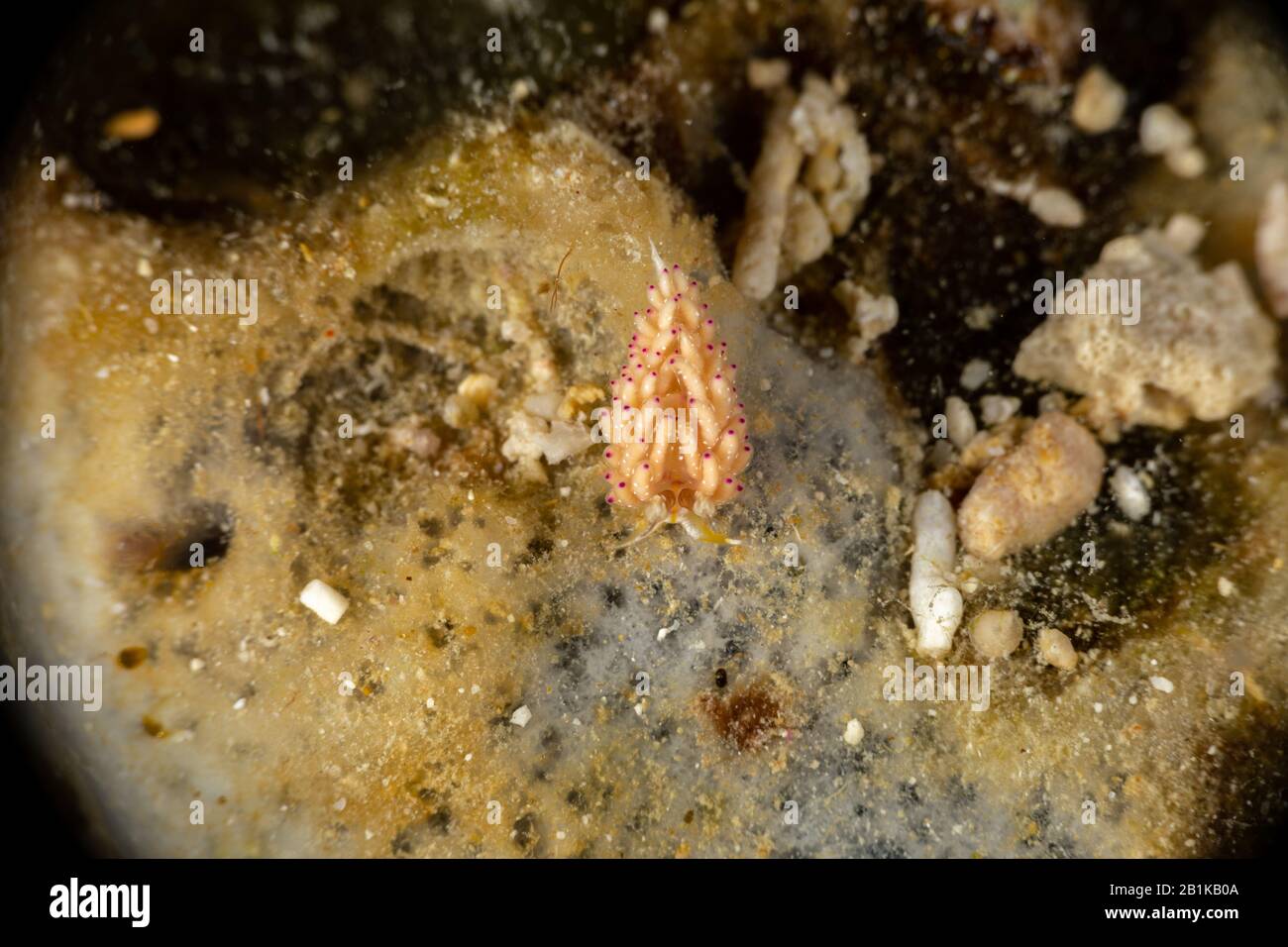 The most beautiful underwater snails of the Indian and Pacific Ocean