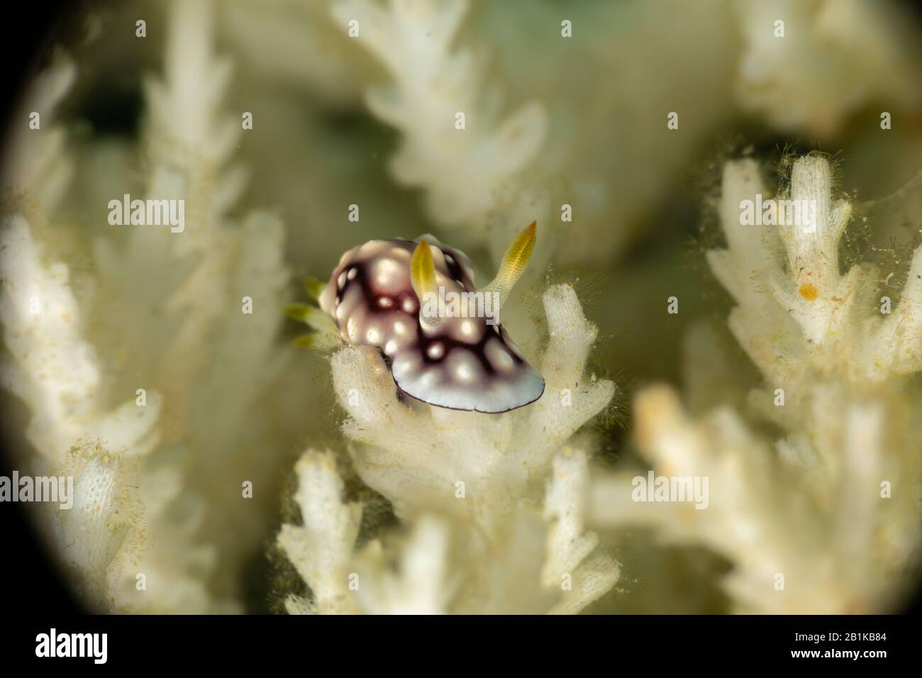 The most beautiful underwater snails of the Indian and Pacific Ocean Stock Photo