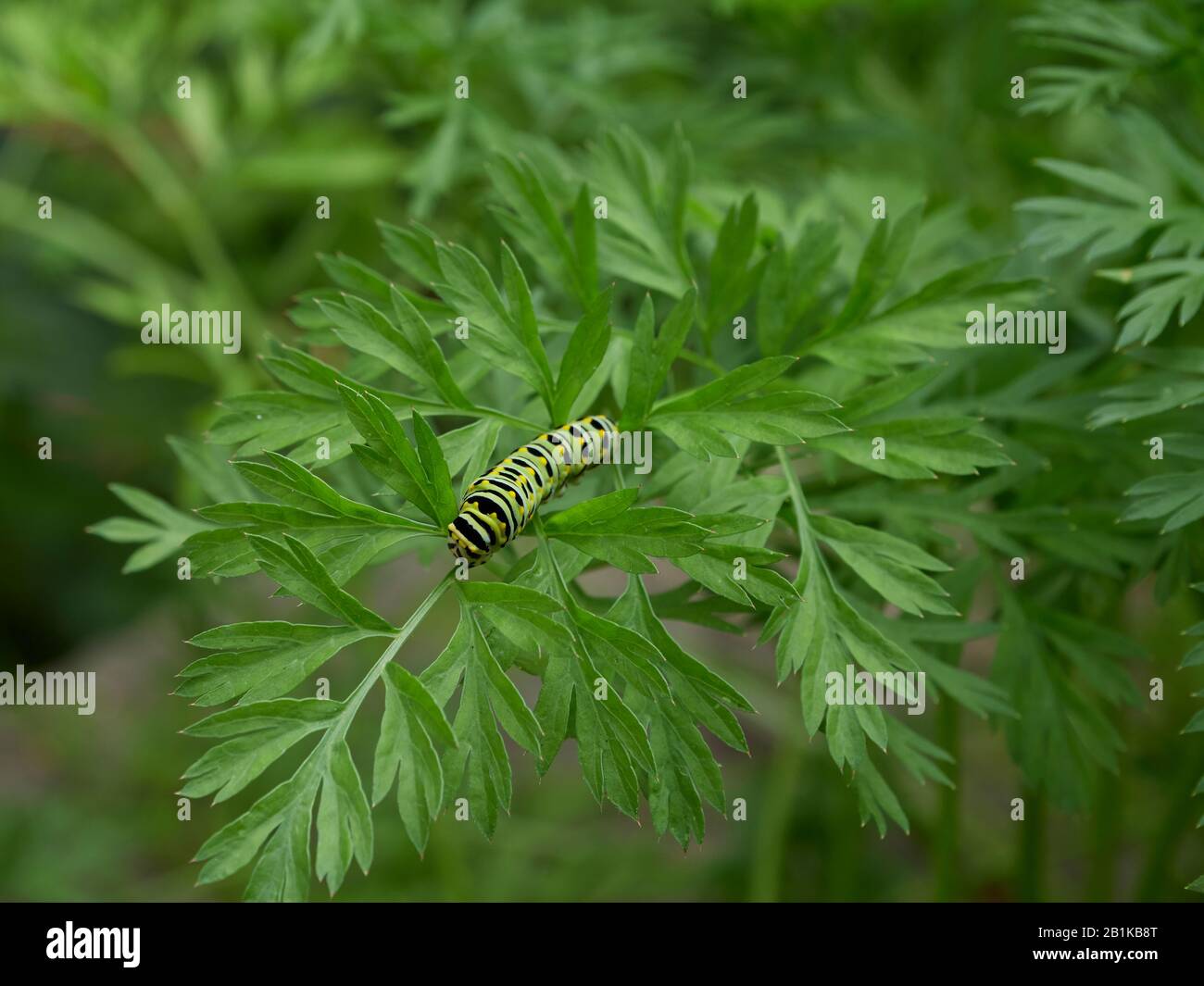 Swallowtail caterpillar carrot hires stock photography and images Alamy