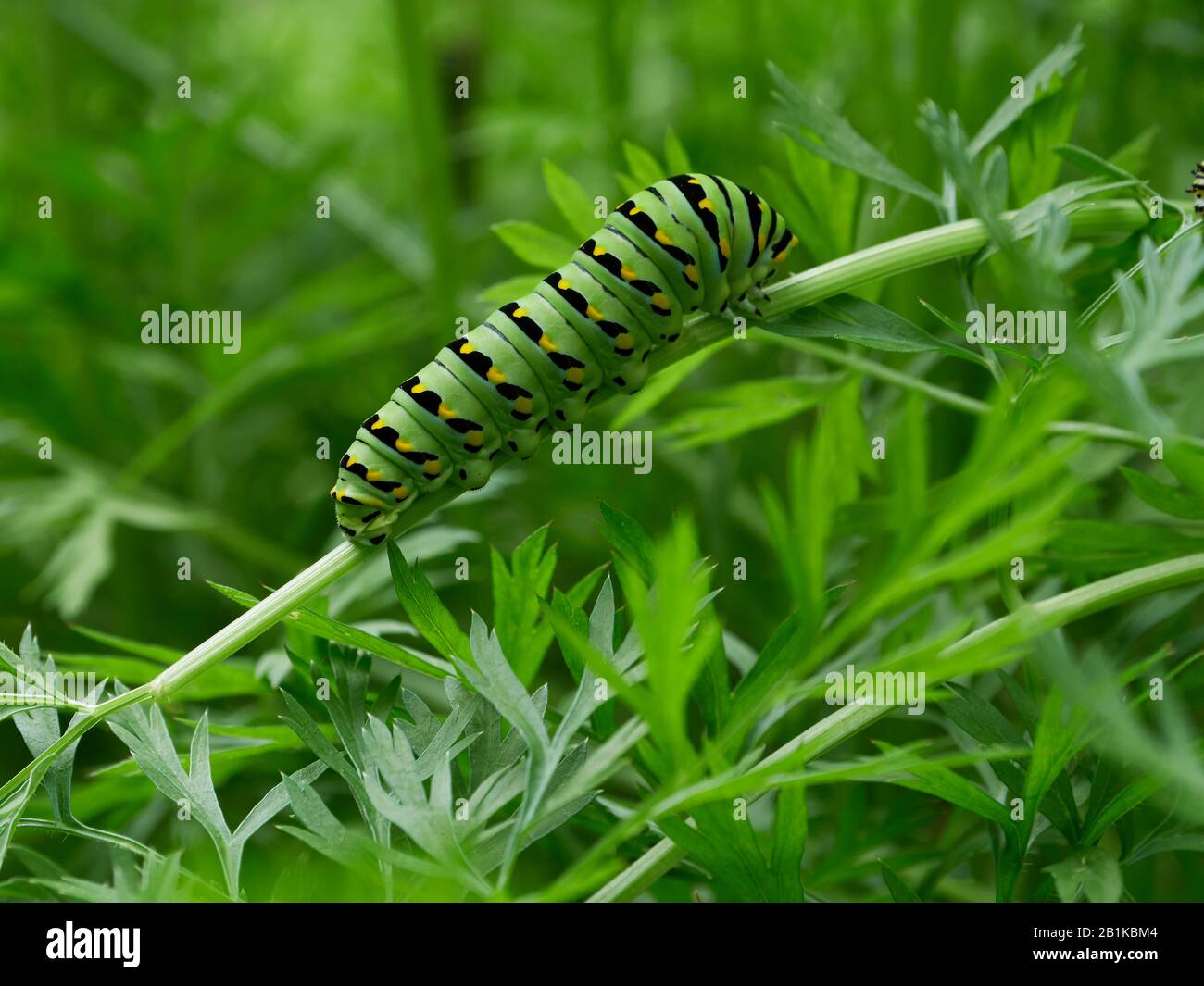 Swallowtail caterpillar carrot hires stock photography and images Alamy