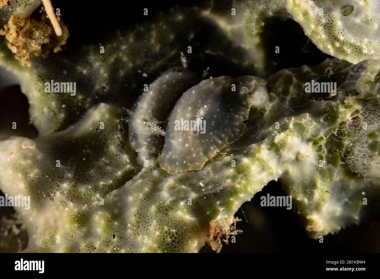 The most beautiful underwater snails of the Indian and Pacific Ocean