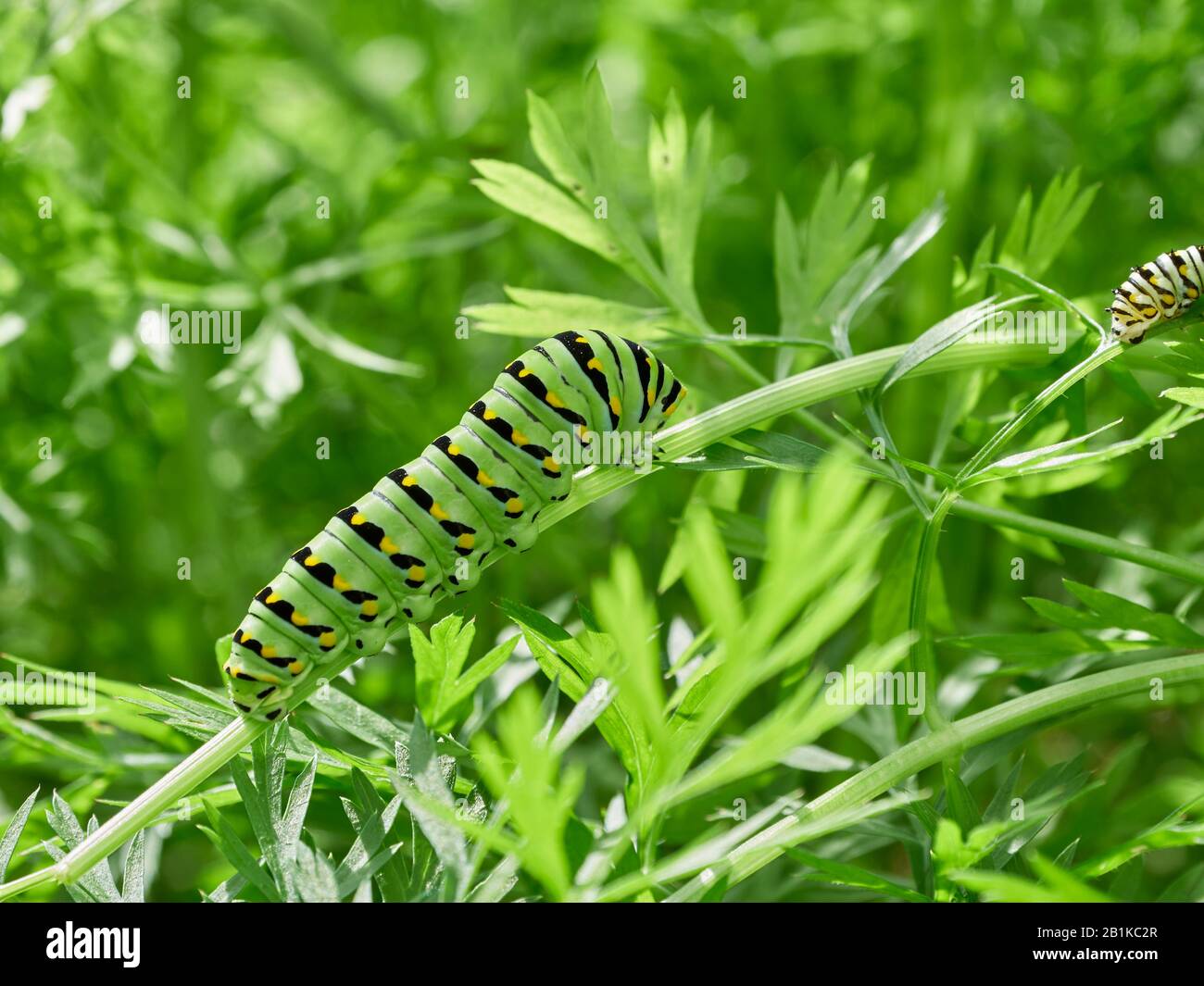 A black swallowtail, papilio polyxenes, caterpillar eating carrot top