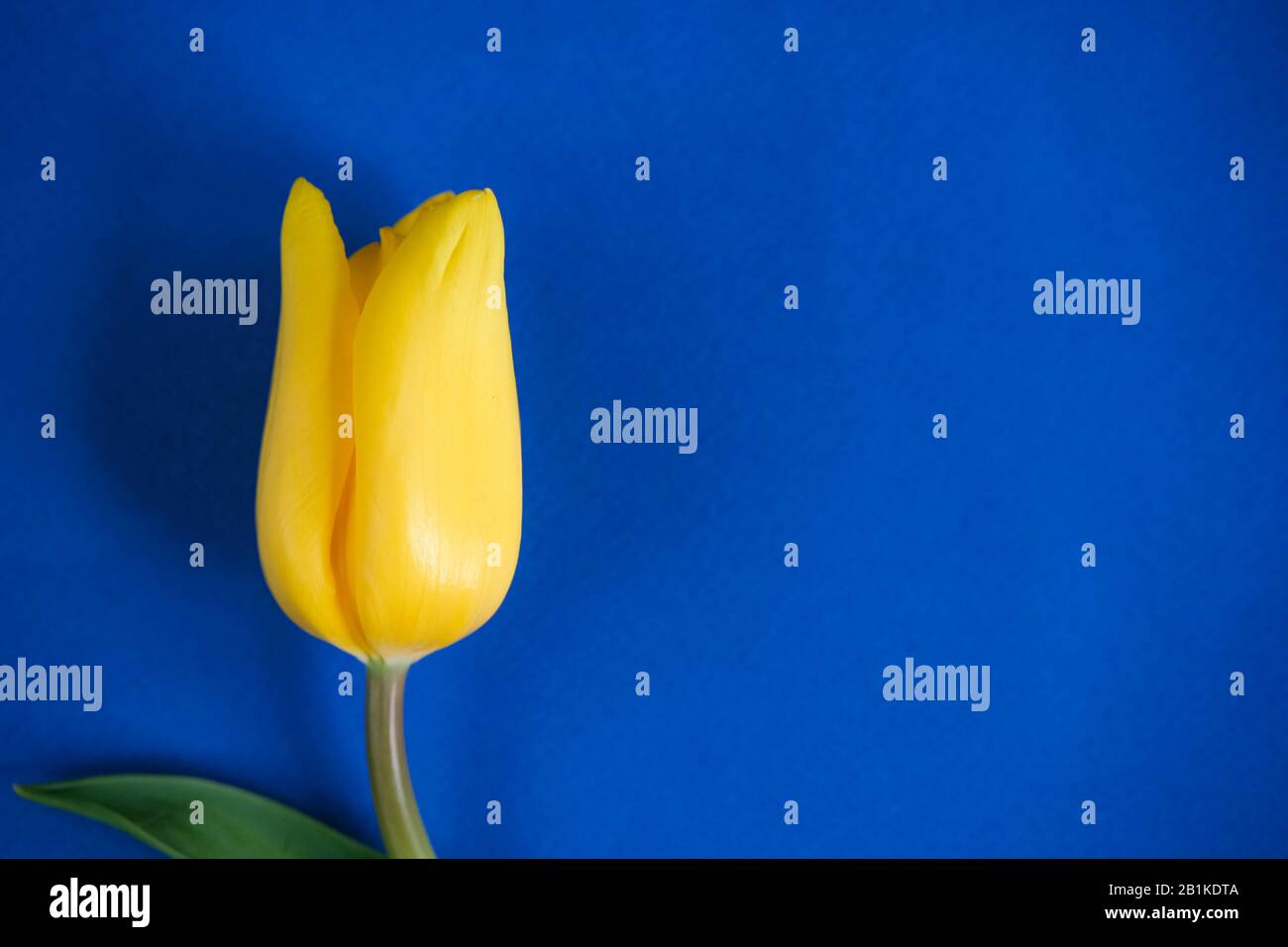 Blue spring and Easter background with yellow tulips on dark blue background. Top view with copy space Stock Photo