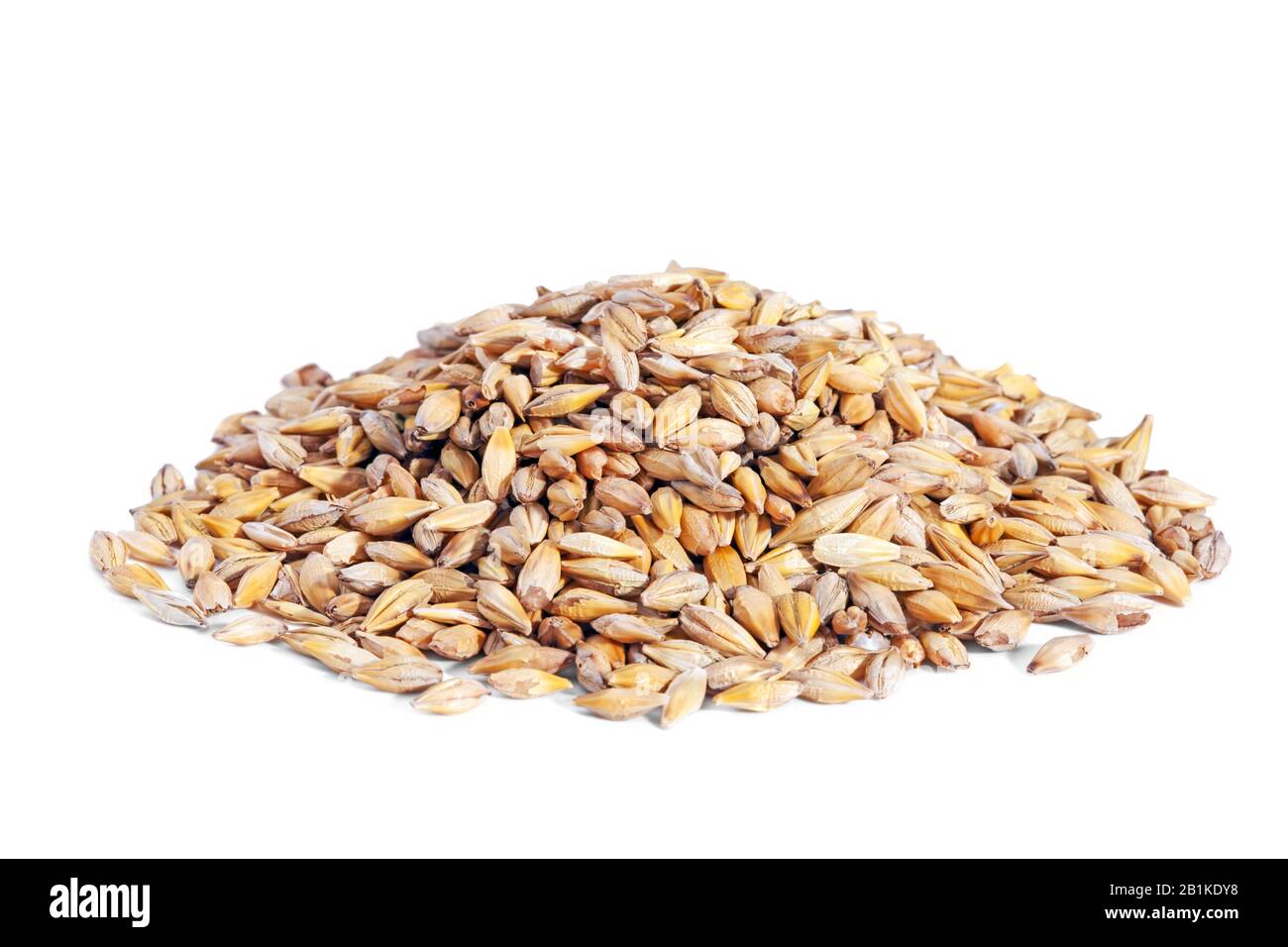Pile Barley grain (Hordeum) isolated on white background. Barley is a major cereal grain, a member of the grass family. Stock Photo