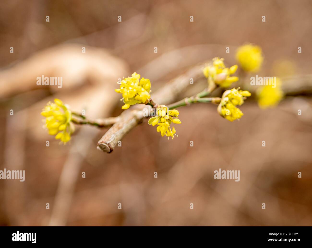 Yellow cornelian cherry blossoms in spring Stock Photo