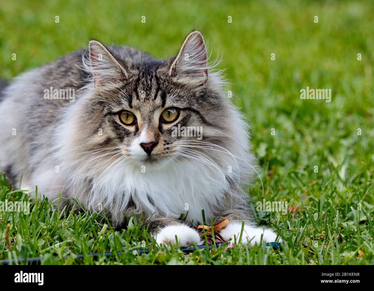 A norwegian forest cat male resting on lawn on a summer day Stock Photo