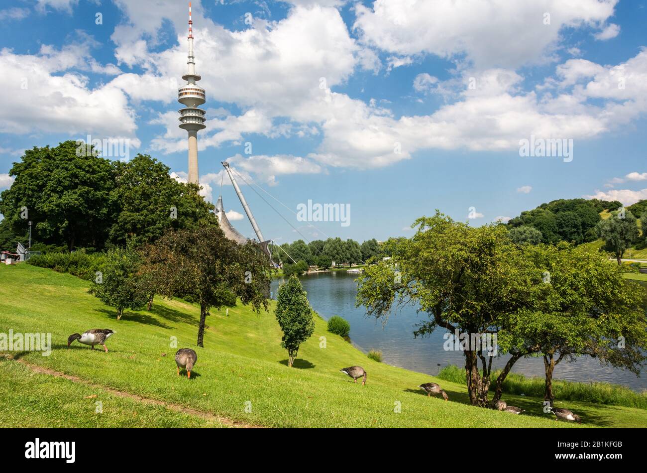 Munich, Germany – July 1, 2016. View of a grass lawn with a flock of geese in Olympiapark in Munich, Germany, with Olympic Tower (Olympiaturm) in the Stock Photo