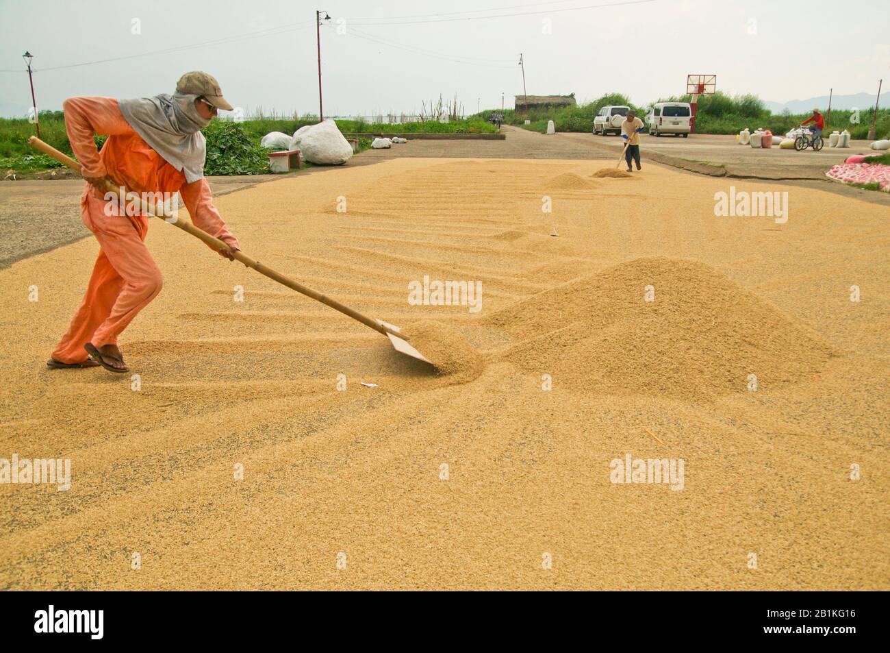 Drying palay or rice husks reduces grain moisture content for safe storage. This is the most critical operation after harvesting a rice crop. Stock Photo