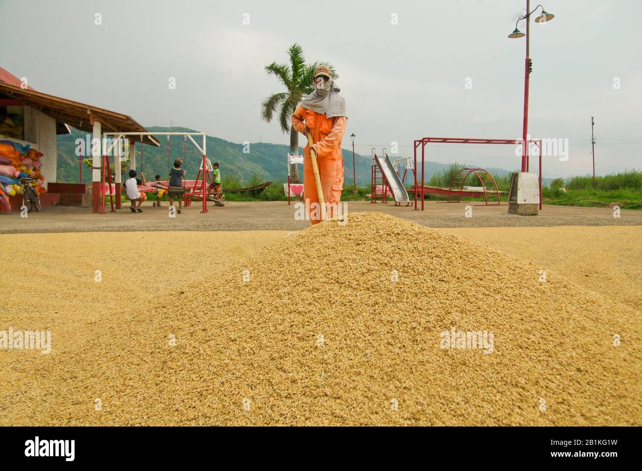 Drying palay or rice husks reduces grain moisture content for safe storage. This is the most critical operation after harvesting a rice crop. Stock Photo
