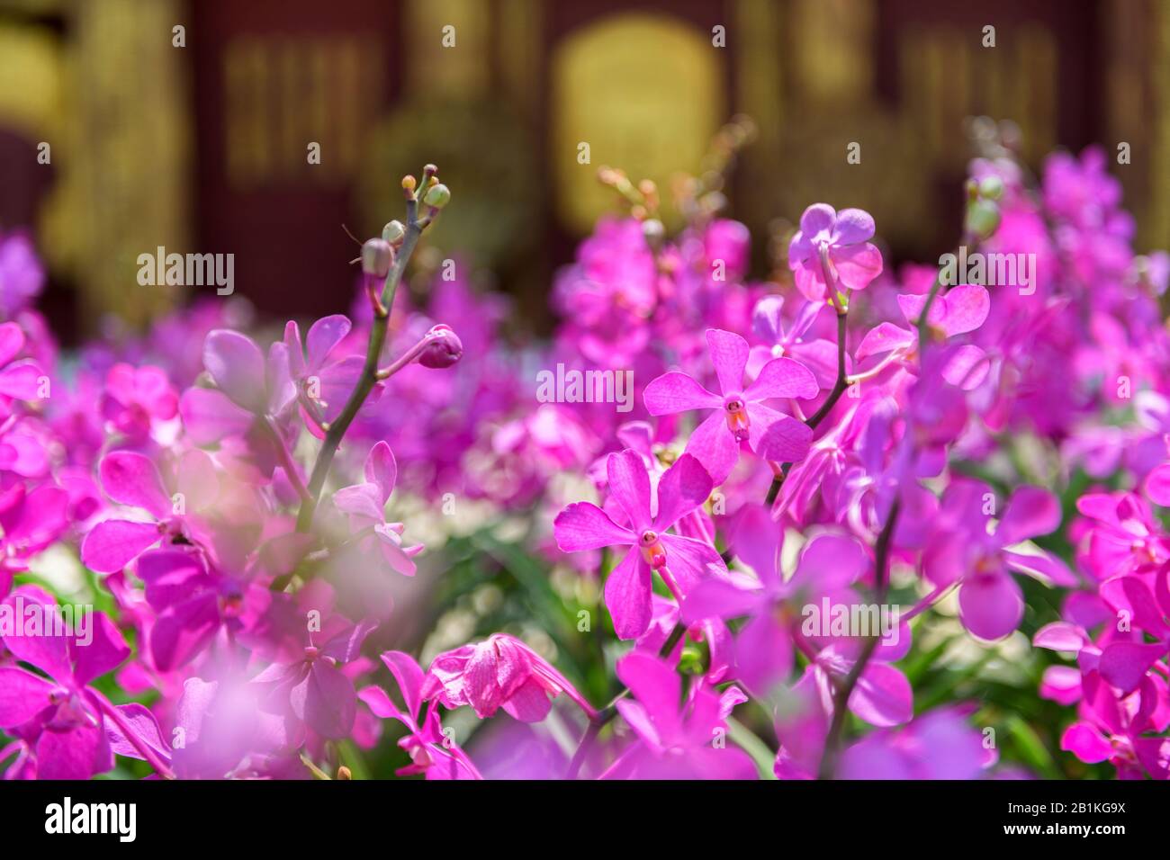 Ascocenda orchid Beautiful pink flowers blooming in garden. pretty blooming tropical plants. Colorful petals, nature background Stock Photo