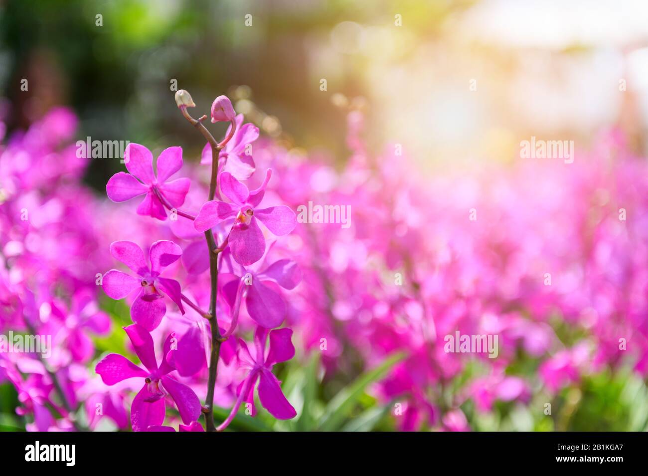 Ascocenda orchid Beautiful pink flowers blooming in garden. pretty blooming tropical plants. Colorful petals, nature background Stock Photo