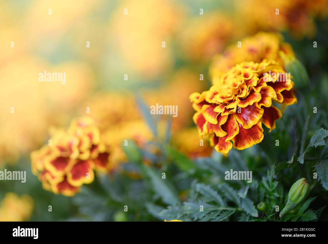 Beautiful Yellow and red Mexican marigold flower blooming in garden, nature background Stock Photo