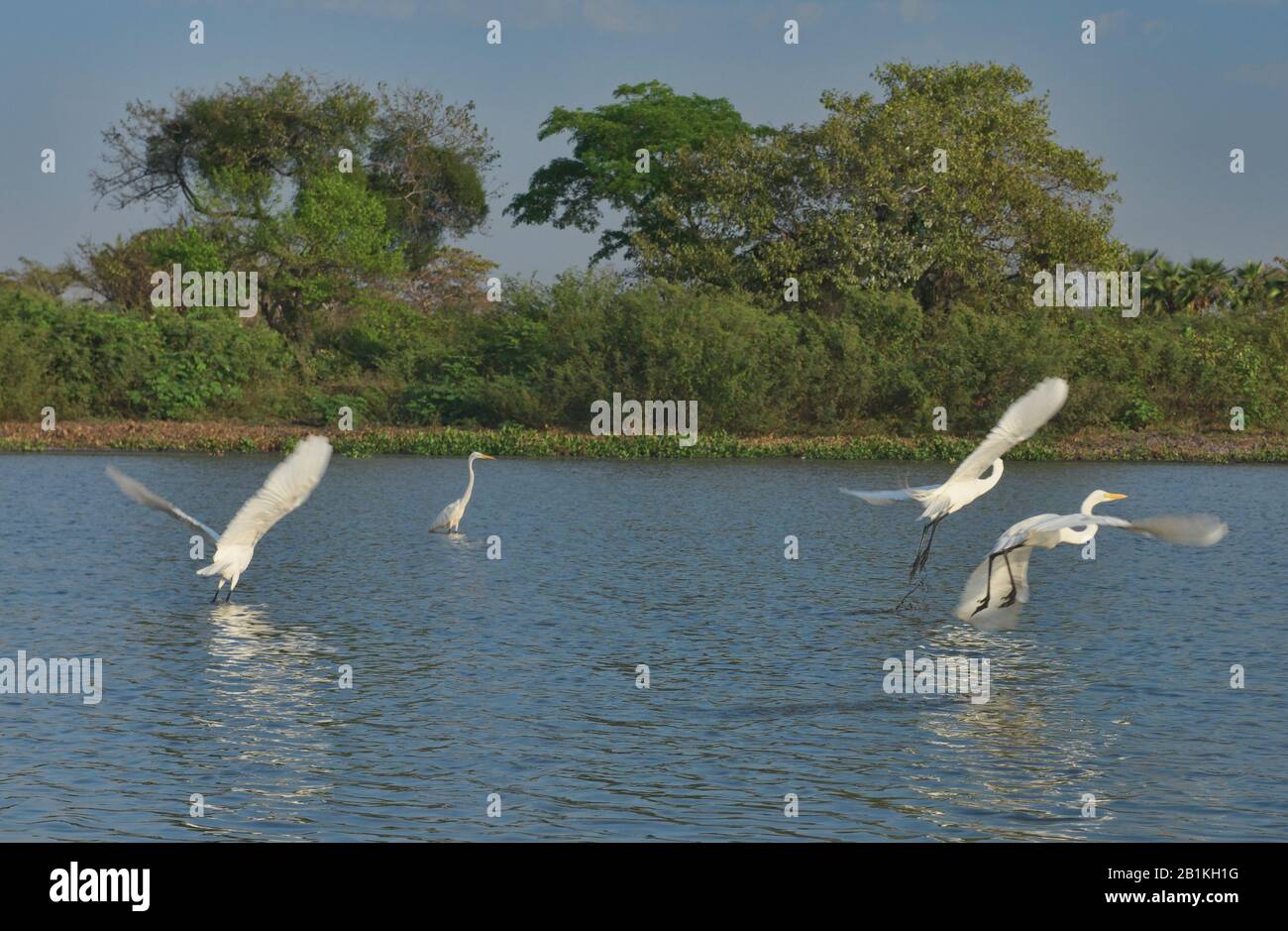 White egrets on the Rio Magdalena, Santa Cruz de Mompox, Bolivar, Colombia Stock Photo