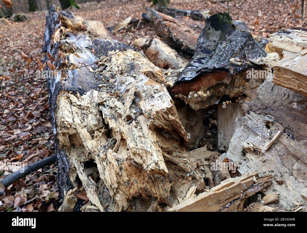 Rotting wood insects forest hires stock photography and images Alamy