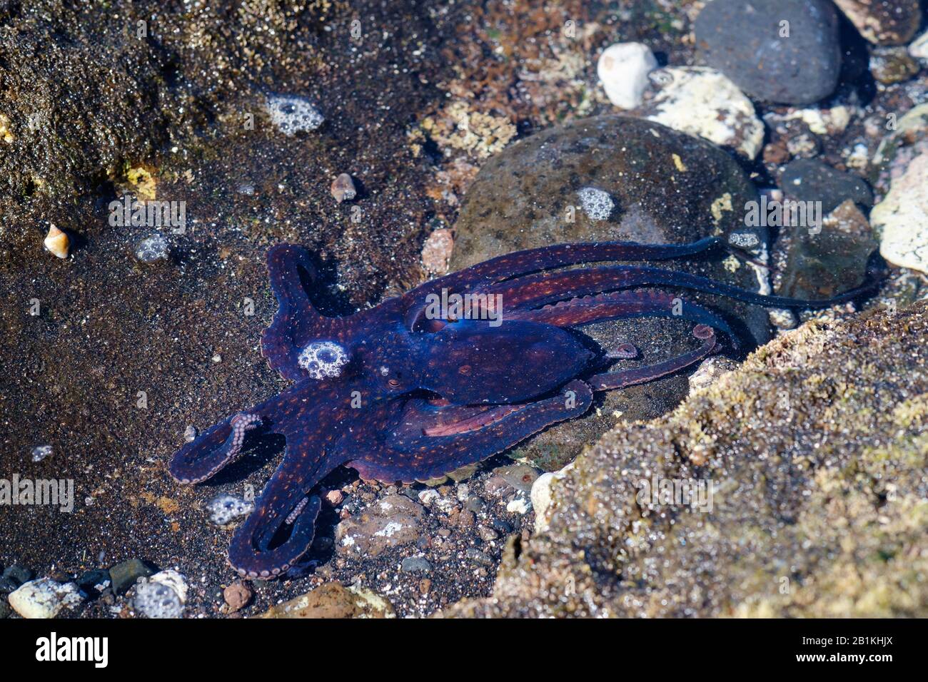 Octopus in shallow water, Valle Gran Rey, La Gomera, Canary Islands, Spain Stock Photo