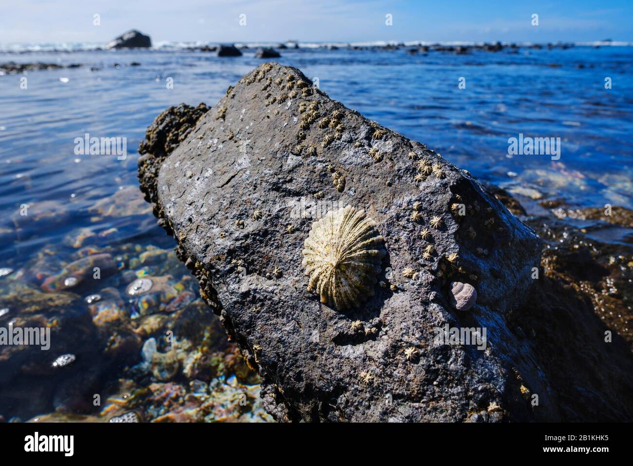 Limpet (Patellidae) on stone in surf zone, Valle Gran Rey, La Gomera, Canary Islands, Spain Stock Photo