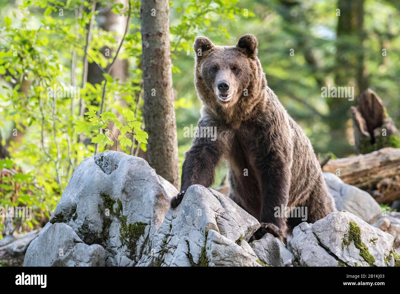 European brown bear (Ursus arctos arctos) in forest, in the wild, Notranjska region, Dinaric Alps, Slovenia Stock Photo