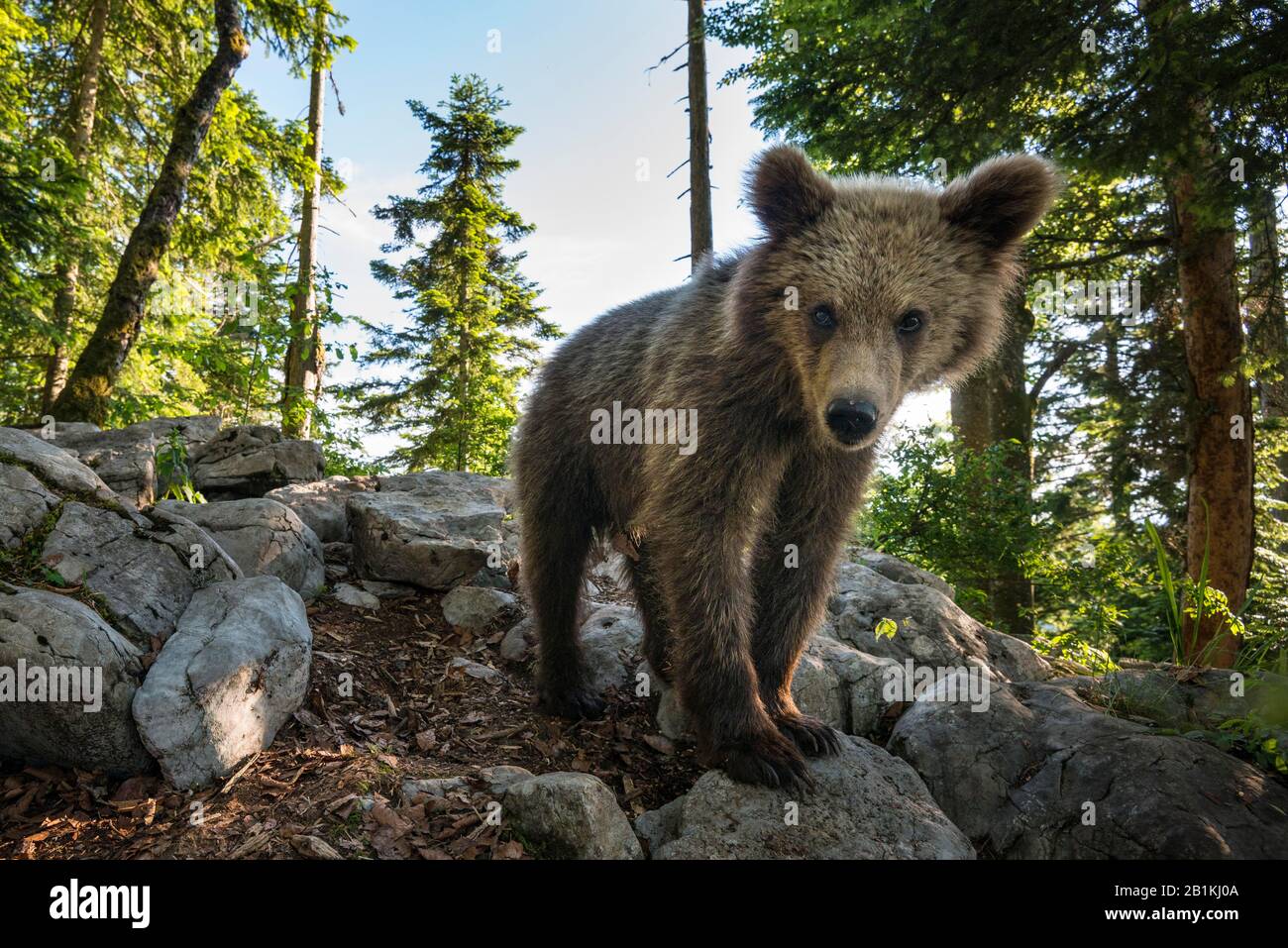 European brown bear (Ursus arctos arctos) in forest, wide angle shot, in the wild, Notranjska region, Dinaric Alps, Slovenia Stock Photo